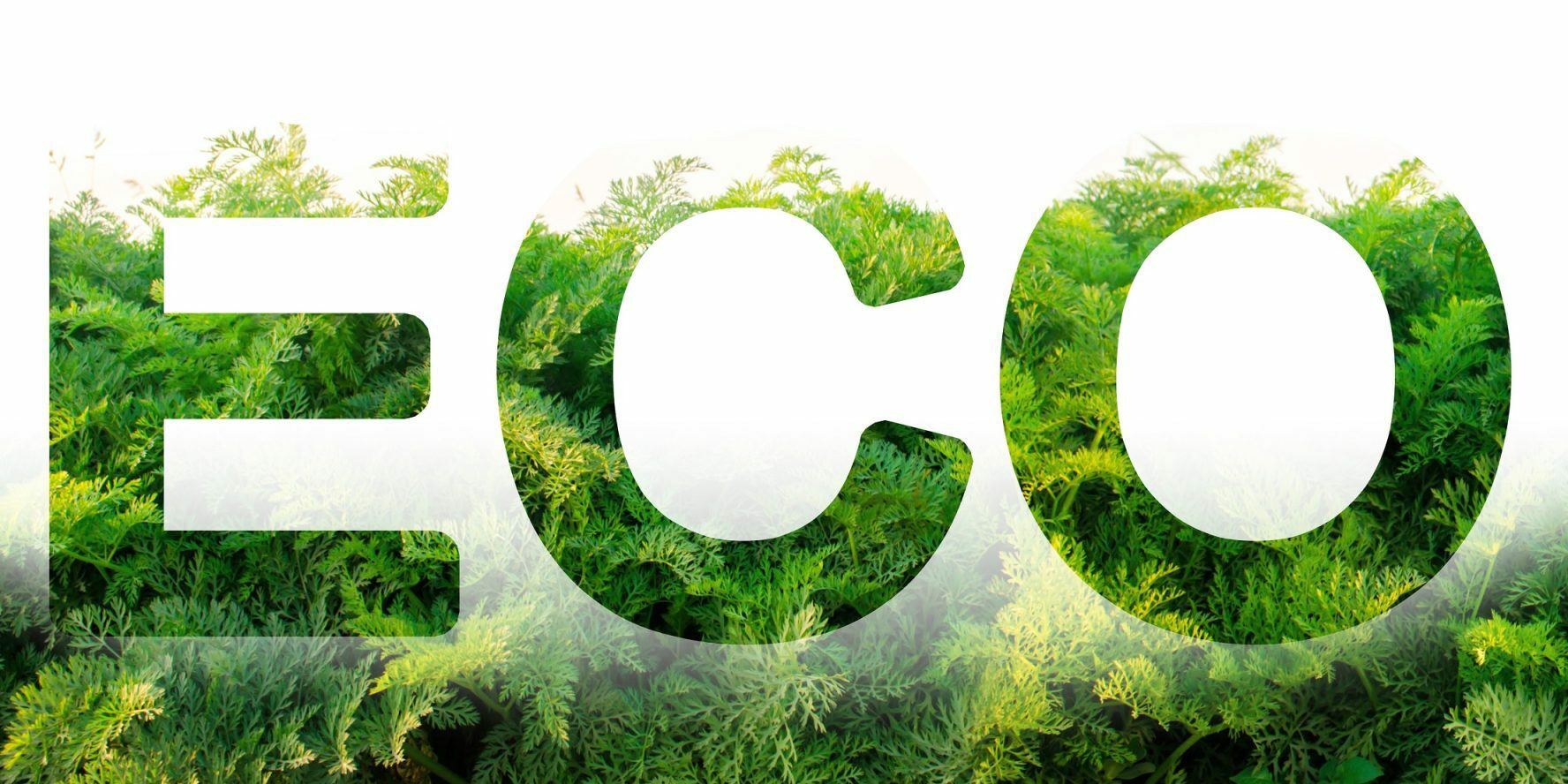 Eco word on the background of green leaves of carrots. plantation. Agriculture. harvest. Environmentally friendly, climate change, quality control, use safe pesticides. Organic vegetables.